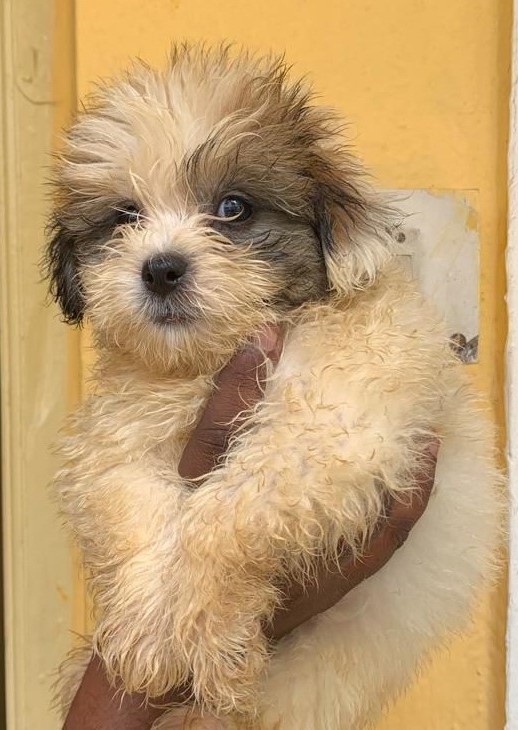 puppies of Lhasa apso availble